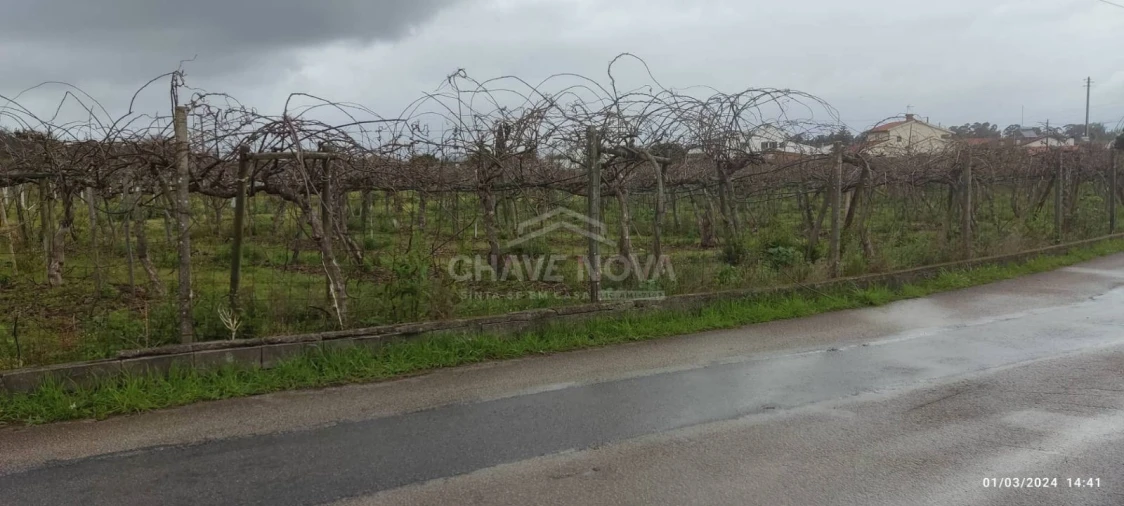 Terreno Misto para Venda em Oiã Foto 6