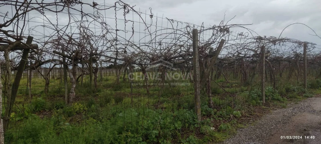 Terreno Misto para Venda em Oiã Foto 9