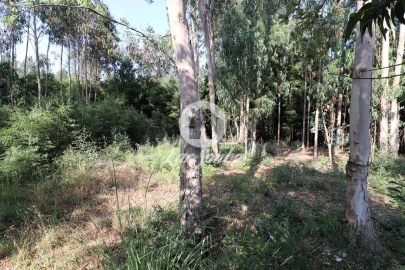 Terreno Agricola ou Rústico para Venda em Esmoriz