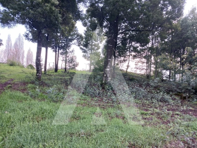 Terreno para Venda em Mangualde, Mesquitela e Cunha Alta Foto 3