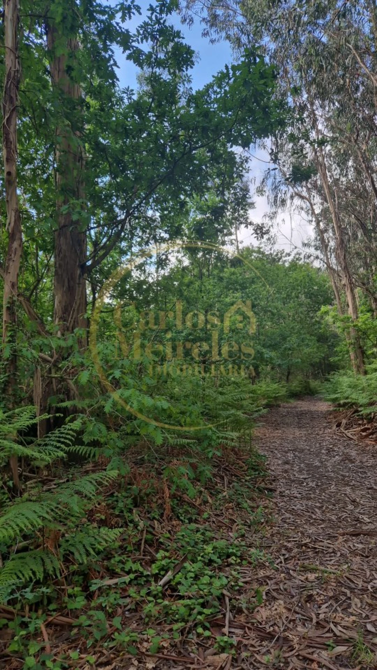 Terreno Misto para Venda em Dossãos Foto 4
