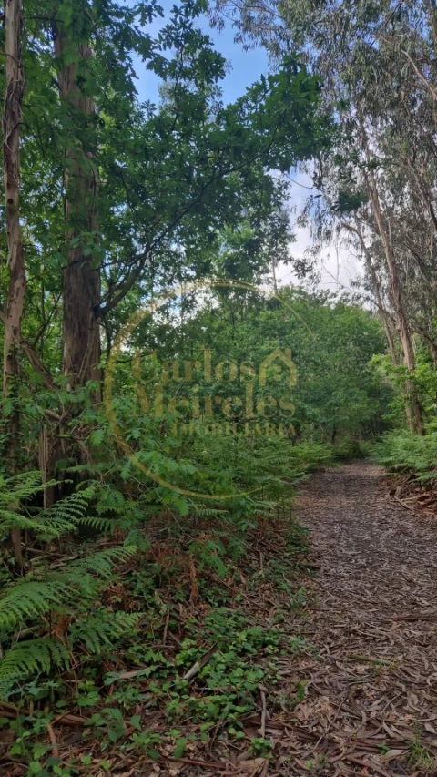 Terreno Misto para Venda em Dossãos