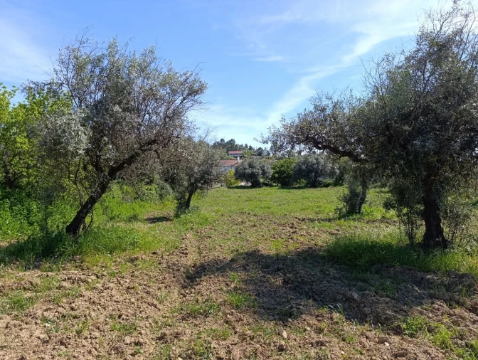 Moradia T4 para Venda em Três Povos Planta 15