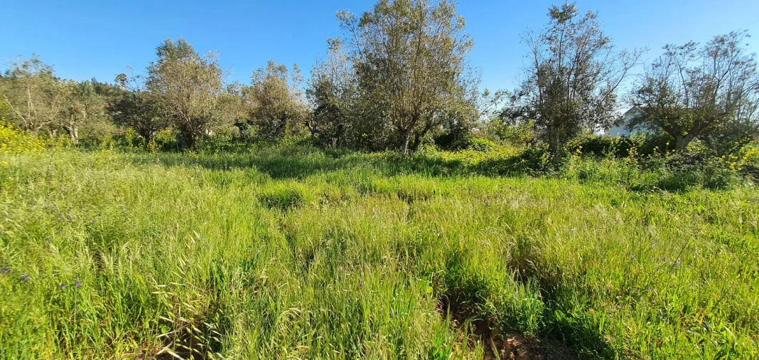 Terreno para Venda em Igreja Nova do Sobral Foto 5