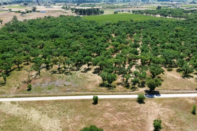 Terreno para Venda em Poceirão e Marateca