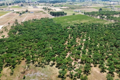Terreno para Venda em Poceirão e Marateca