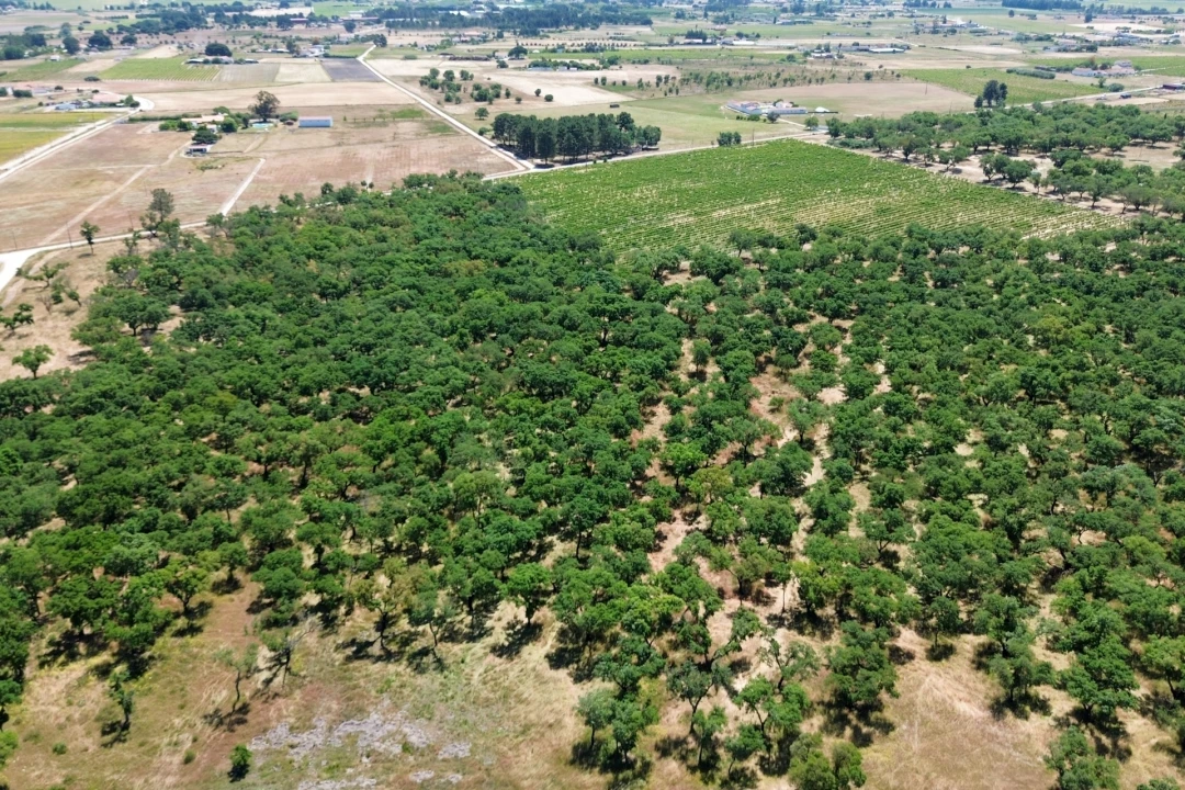Terreno para Venda em Poceirão e Marateca Foto 9