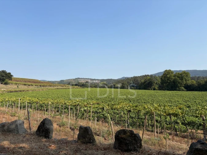 Quinta T8 para Venda em Manhente Foto 27