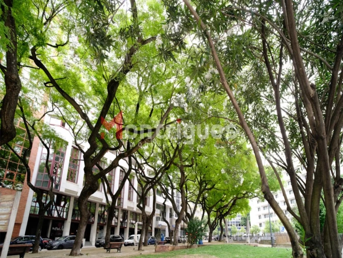 Apartamento T1 para Arrendamento em Avenidas Novas Foto 2