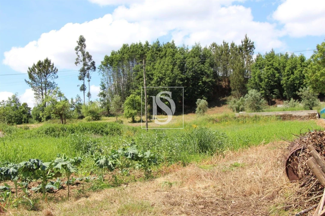 Terreno para Venda em Mortágua, Vale de Remígio, Cortegaça e Almaça Foto 6