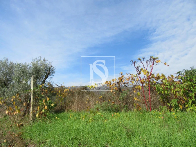 Quinta T0 para Venda em Campo de Besteiros Foto 7