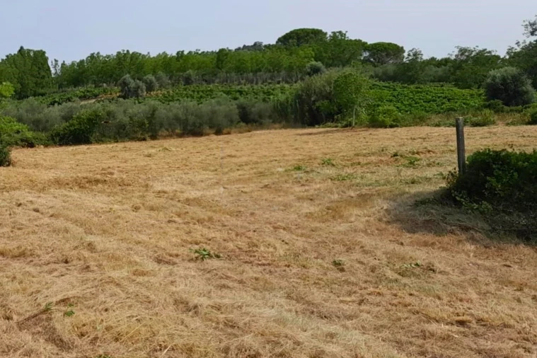 Terreno para Venda em Mealhada, Ventosa do Bairro e Antes Foto 2