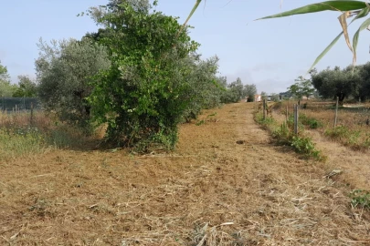 Terreno para Venda em Mealhada, Ventosa do Bairro e Antes