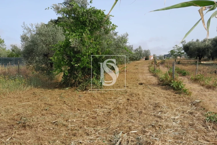 Terreno para Venda em Mealhada, Ventosa do Bairro e Antes Foto 3