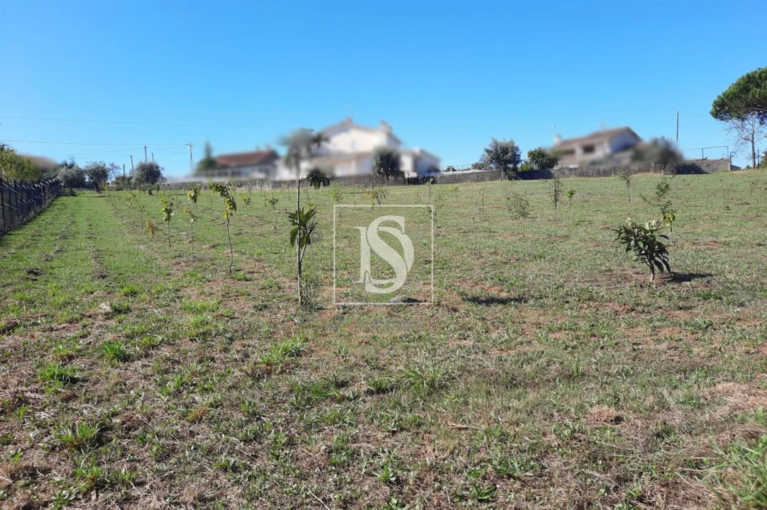 Terreno para Venda em Mortágua, Vale de Remígio, Cortegaça e Almaça Foto 1
