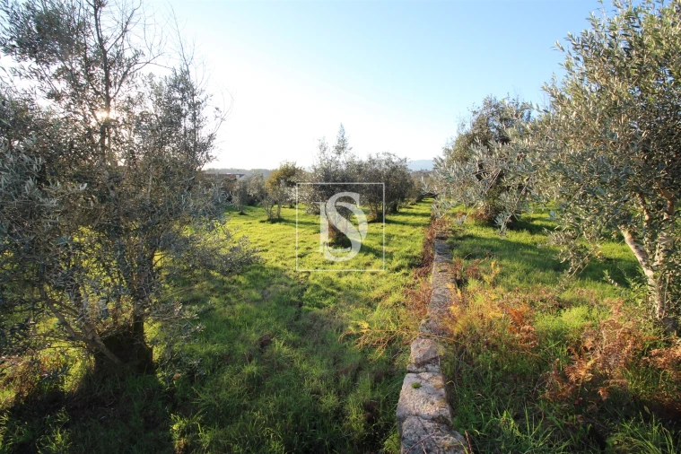 Terreno para Venda em Canas de Santa Maria Foto 9