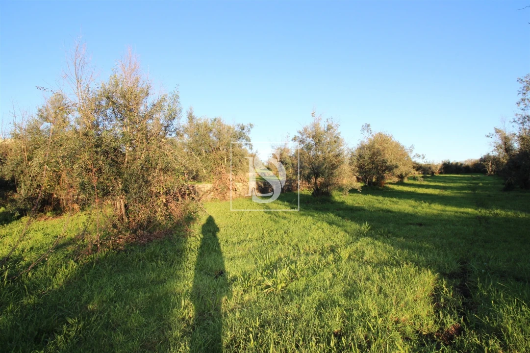 Terreno para Venda em Canas de Santa Maria Foto 16