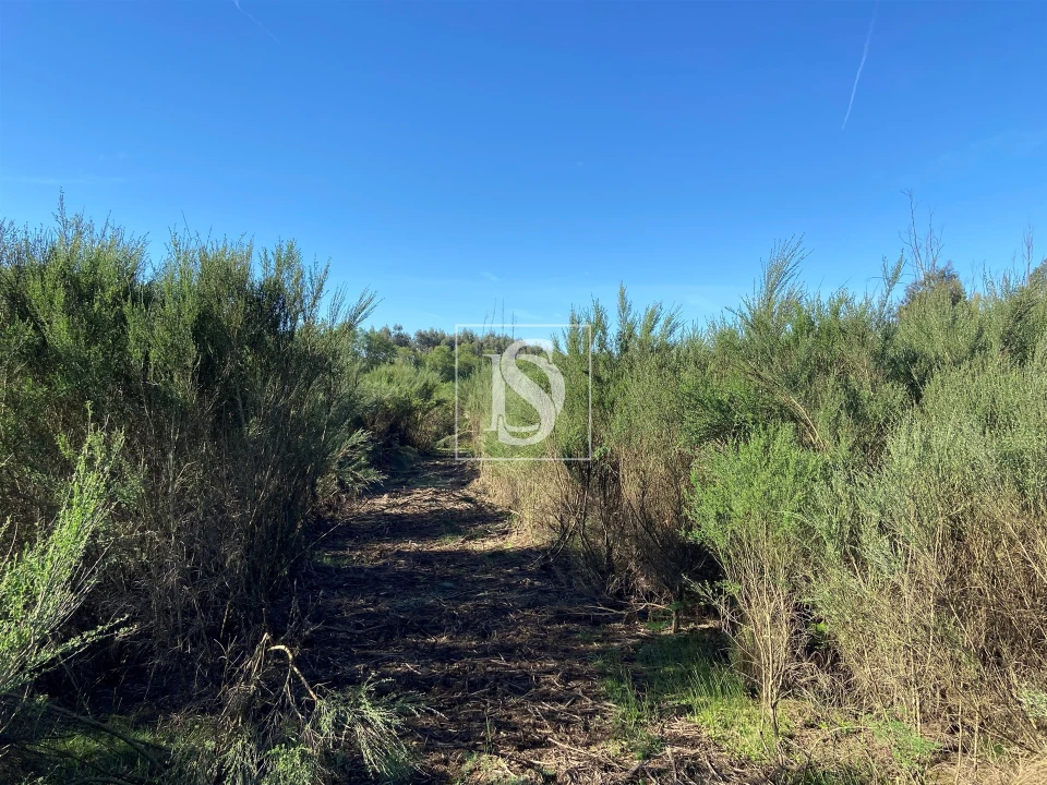 Terreno para Venda em Tonda Foto 6
