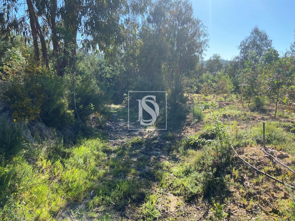 Terreno para Venda em Tonda Foto 7