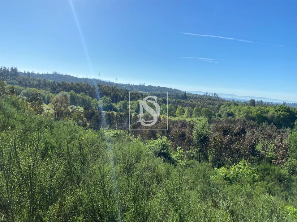 Terreno para Venda em Tonda Foto 14