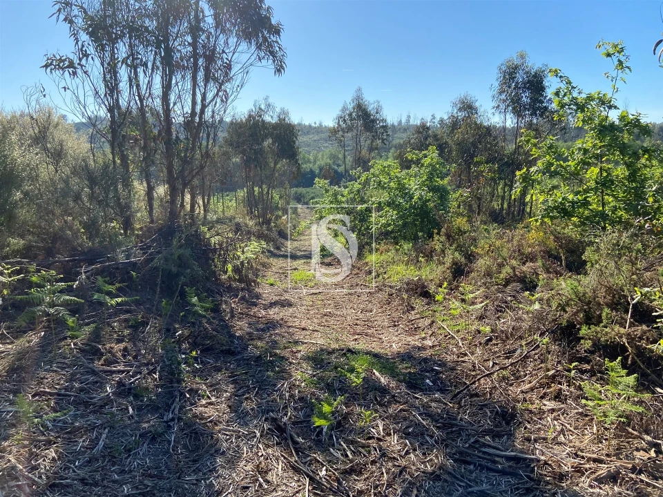 Terreno para Venda em Tonda Foto 1