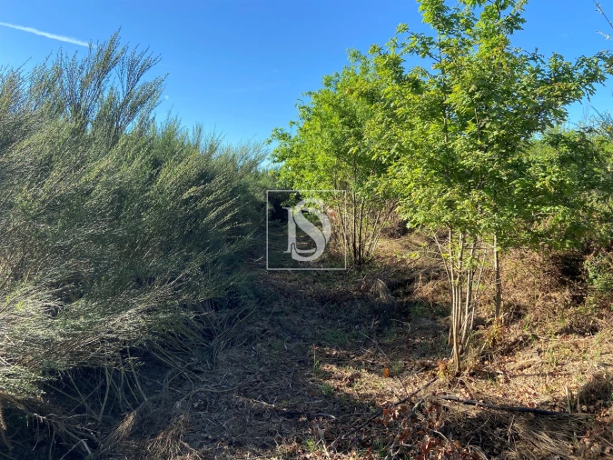 Terreno para Venda em Tonda Foto 2