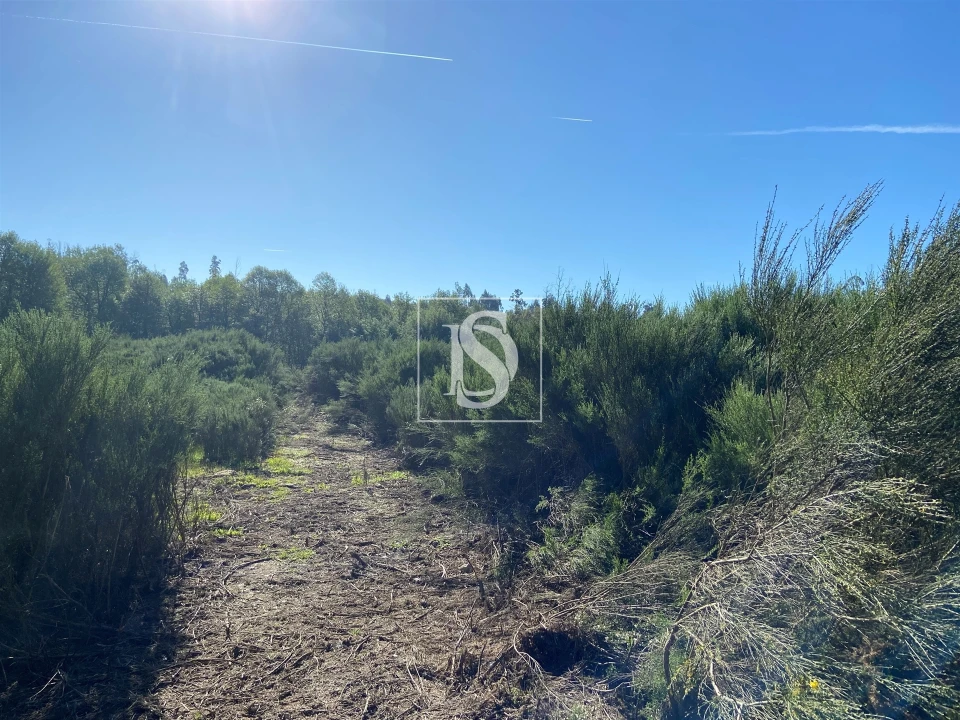 Terreno para Venda em Tonda Foto 15