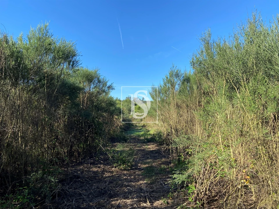 Terreno para Venda em Tonda Foto 12