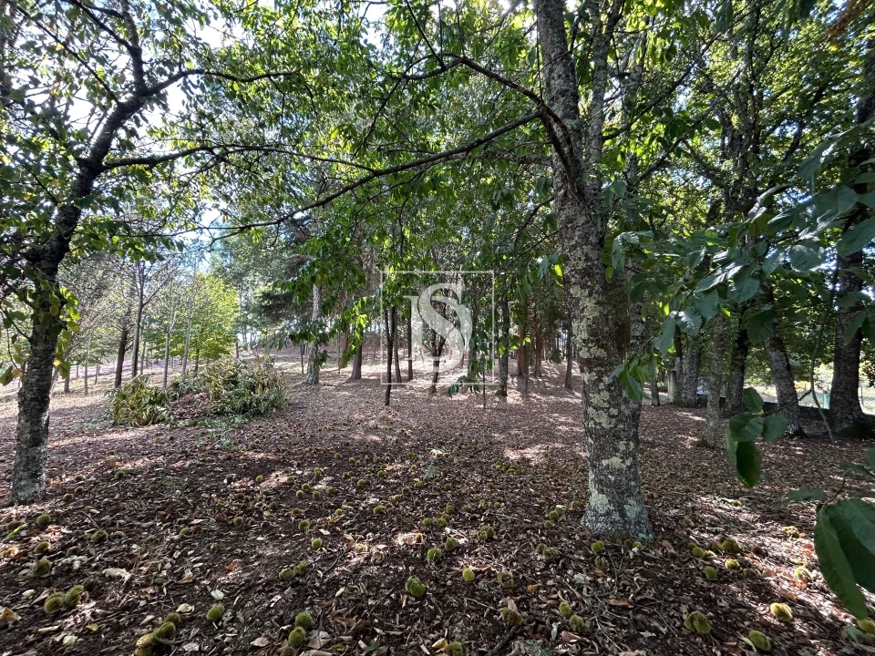 Quinta T6 para Venda em Santa Comba Dão e Couto do Mosteiro Foto 40