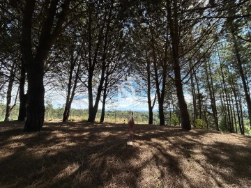 Quinta T6 para Venda em Santa Comba Dão e Couto do Mosteiro