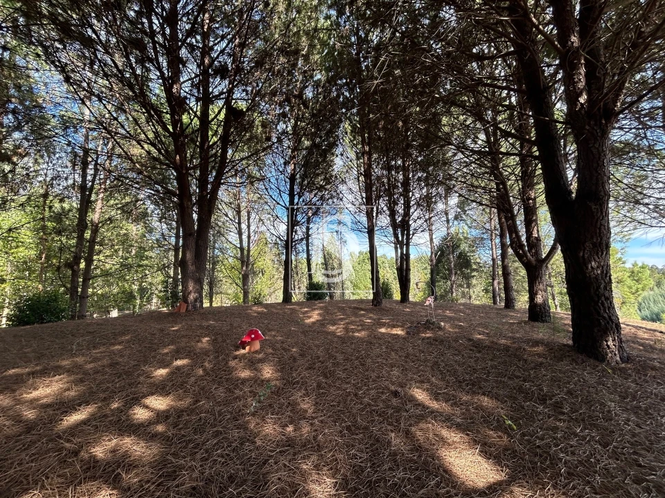 Quinta T6 para Venda em Santa Comba Dão e Couto do Mosteiro Foto 37