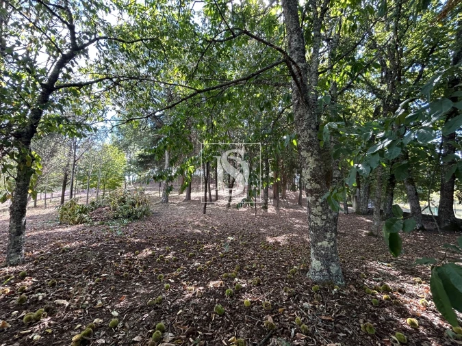 Quinta T6 para Venda em Santa Comba Dão e Couto do Mosteiro Foto 40