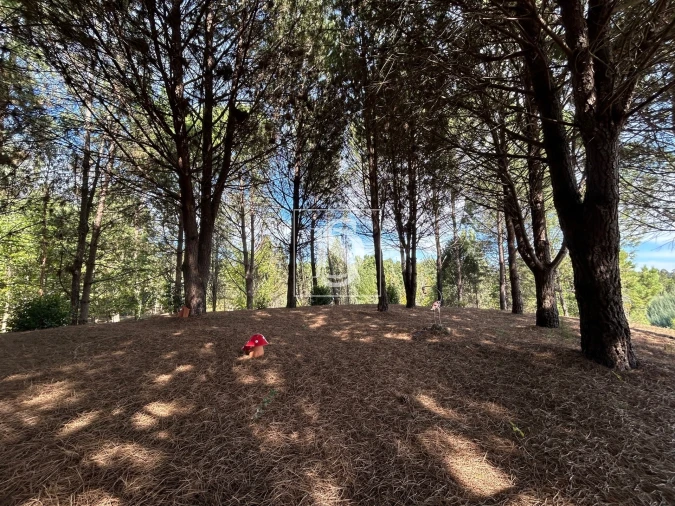 Quinta T6 para Venda em Santa Comba Dão e Couto do Mosteiro Foto 37