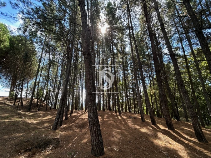 Quinta T6 para Venda em Santa Comba Dão e Couto do Mosteiro Foto 34