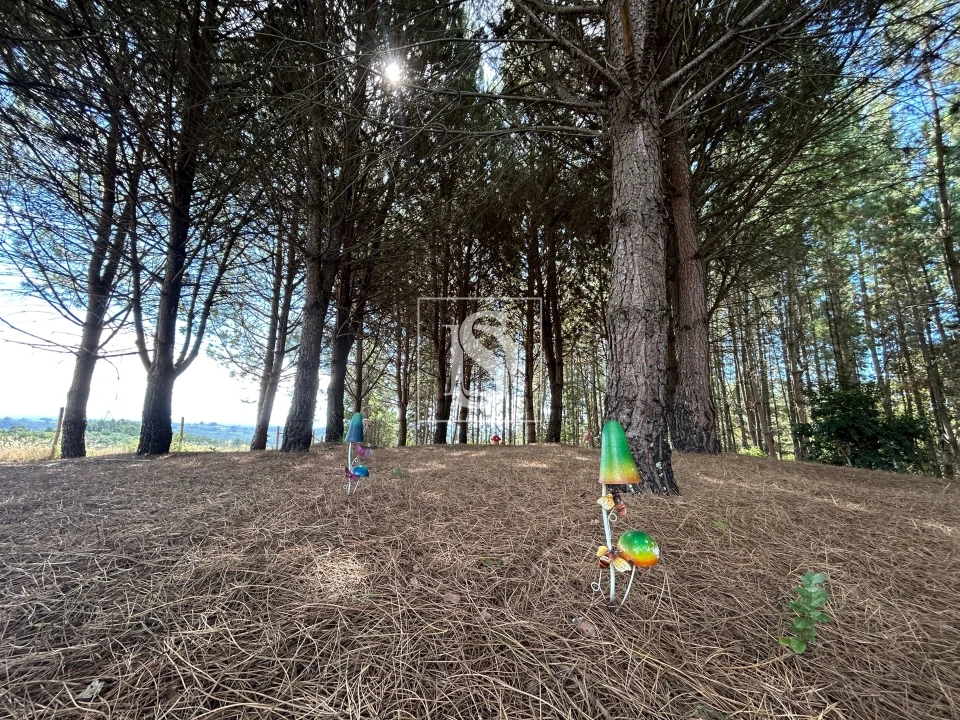 Quinta T6 para Venda em Santa Comba Dão e Couto do Mosteiro Foto 39