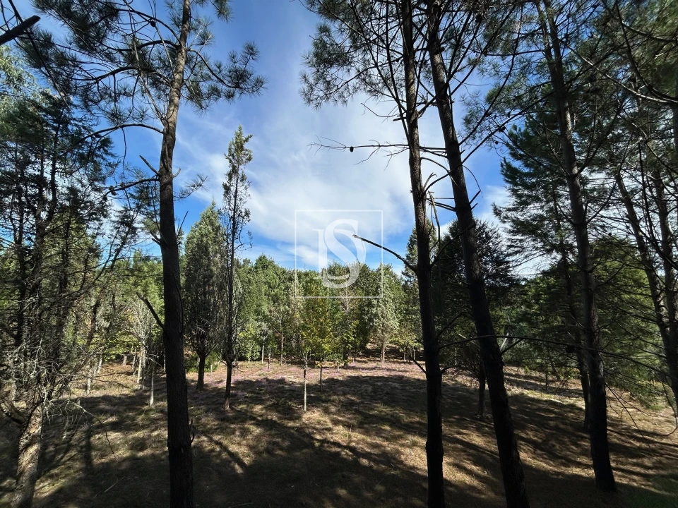 Quinta T6 para Venda em Santa Comba Dão e Couto do Mosteiro Foto 32