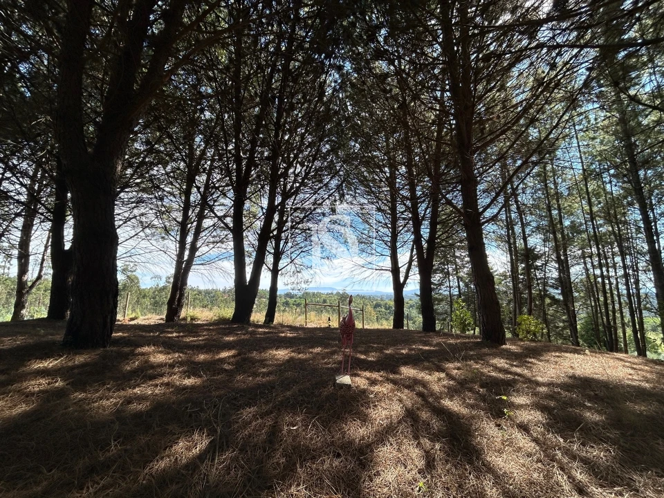 Quinta T6 para Venda em Santa Comba Dão e Couto do Mosteiro Foto 33
