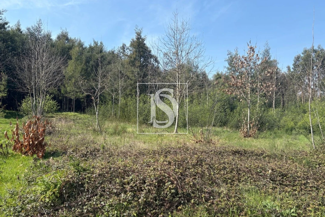 Terreno para Venda em Tondela e Nandufe Foto 2