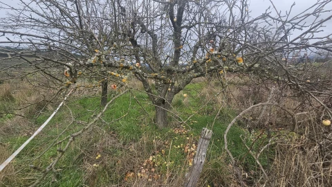 Terreno para Venda em Aricera e Goujoim