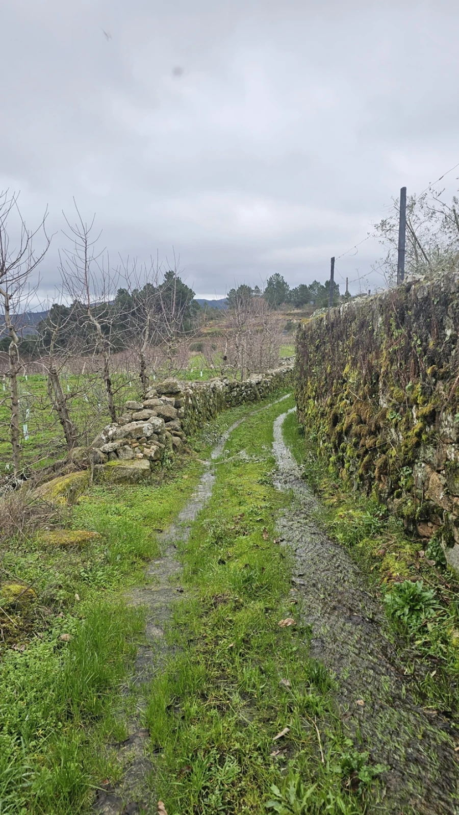 Terreno para Venda em Aricera e Goujoim Foto 7