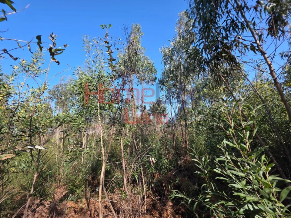 Terreno Agricola ou Rústico para Venda em Albergaria-A-Velha e Valmaior Foto 1