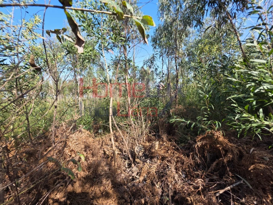 Terreno Agricola ou Rústico para Venda em Albergaria-A-Velha e Valmaior Foto 2
