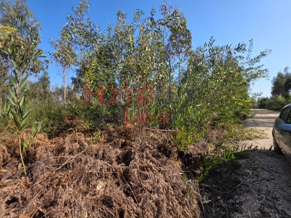 Terreno Agricola ou Rústico para Venda em Albergaria-A-Velha e Valmaior Foto 10