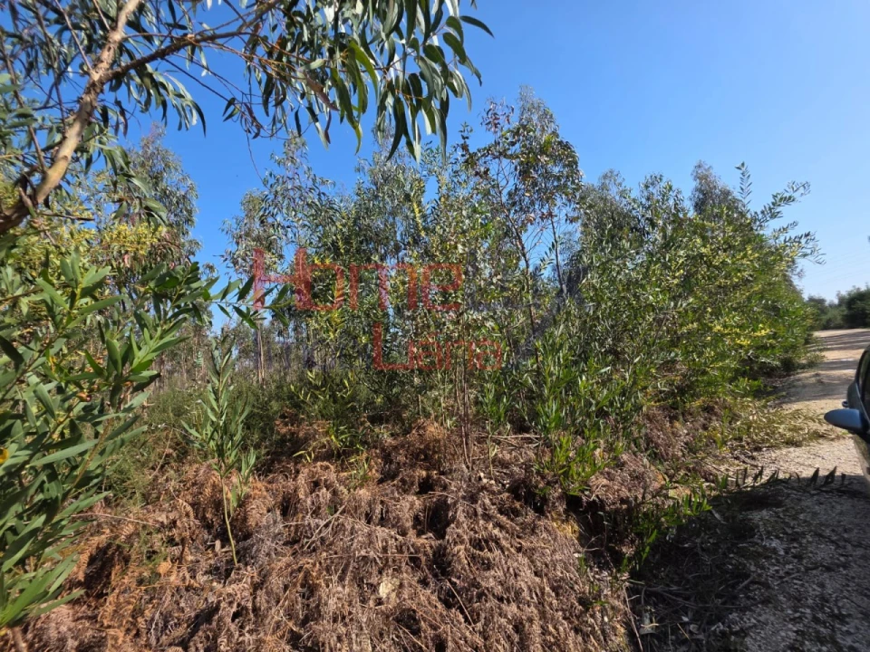 Terreno Agricola ou Rústico para Venda em Albergaria-A-Velha e Valmaior Foto 12