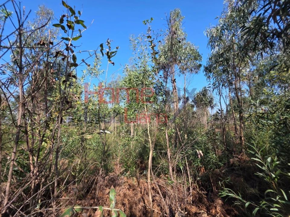 Terreno Agricola ou Rústico para Venda em Albergaria-A-Velha e Valmaior Foto 16