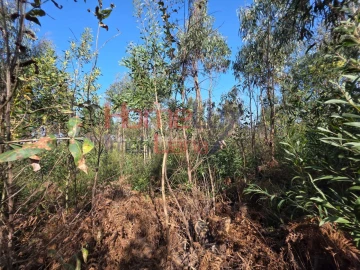 Terreno Agricola ou Rústico para Venda em Albergaria-A-Velha e Valmaior