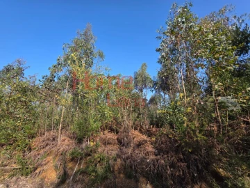 Terreno Agricola ou Rústico para Venda em Albergaria-A-Velha e Valmaior