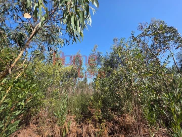 Terreno Agricola ou Rústico para Venda em Albergaria-A-Velha e Valmaior