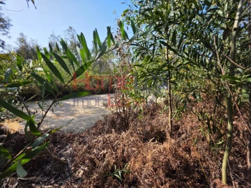 Terreno Agricola ou Rústico para Venda em Albergaria-A-Velha e Valmaior