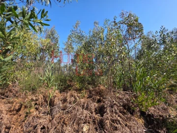 Terreno Agricola ou Rústico para Venda em Albergaria-A-Velha e Valmaior